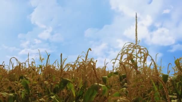 Maïs planten wuiven in de wind - meer winderig — Stockvideo