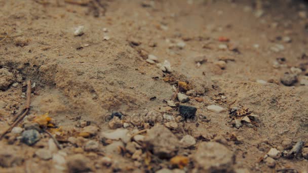 Cinéma de gros plan d'un groupe de fourmis noires marchant sur la terre — Video