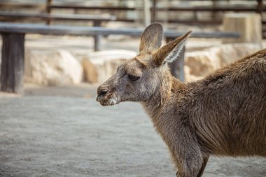 Bir kangurunun yan görüntüsü. Üzücü görünüyor..