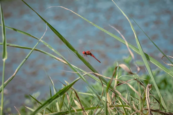 红蜻蜓栖息在一片树叶上 集中选定的重点 — 图库照片