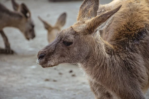 Bir Kangurunun Yan Görüntüsü Üzücü Görünüyor — Stok fotoğraf