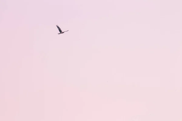 Falco Paludoso Occidentale Che Vola Nel Cielo Vista Angolo Basso — Foto Stock
