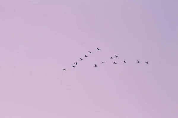 A flock of cranes flying in the sky. Low angle view with copy space. Pink tone.