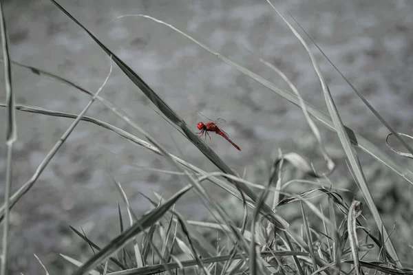 葉に赤いトンボが休んでいます 選択的フォーカスを閉じます 赤のトンボだけが黒と白の画像 — ストック写真
