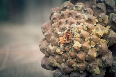 Kahverengi kozalaklı reçine. Seçici odak ve kopyalama alanı ile Makro yakın plan.