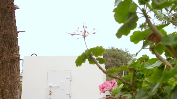 以色列家庭花园内的移动炸弹掩蔽所 这是一个额外的设防室 帮助房屋居民免受火箭袭击 它被称为Migunit或Merkhav Mugan — 图库视频影像
