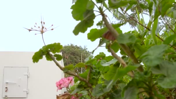 以色列家庭花园内的移动炸弹掩蔽所 这是一个额外的设防室 帮助房屋居民免受火箭袭击 它被称为Migunit或Merkhav Mugan — 图库视频影像