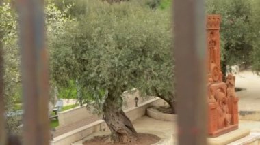 Kudüs 'teki Gethsemane Bahçesi' nde yaşlı bir zeytin ağacı. Hıristiyanlık kutsal bir yer. Sola ve sağa dönüyor.
