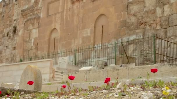 以色列耶路撒冷旧城城墙上的金门景观 展望红罂粟花的前景 它坐落在一个古老的穆斯林墓地 — 图库视频影像