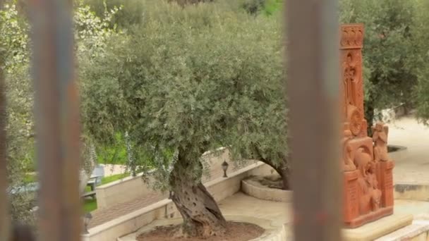 Старе Оливкове Дерево Гефсиманському Саду Єрусалимі Християнство Релігійне Місце Панорама — стокове відео