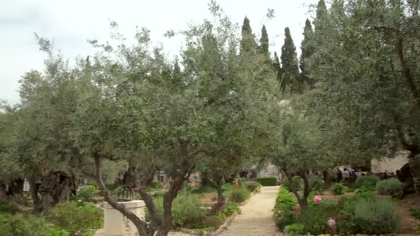 Jerusalén Israel Mar 2019 Los Turistas Cristianos Jardín Olivos Jardín — Vídeo de stock