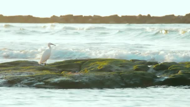 Кинематограф Белого Западного Рифа Цапля Стоящего Прибрежных Скалах Водорослями Экзотическом — стоковое видео