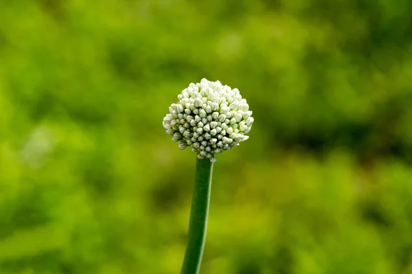 Detailní cibule bílá bud na rozmazané pozadí — Stock fotografie