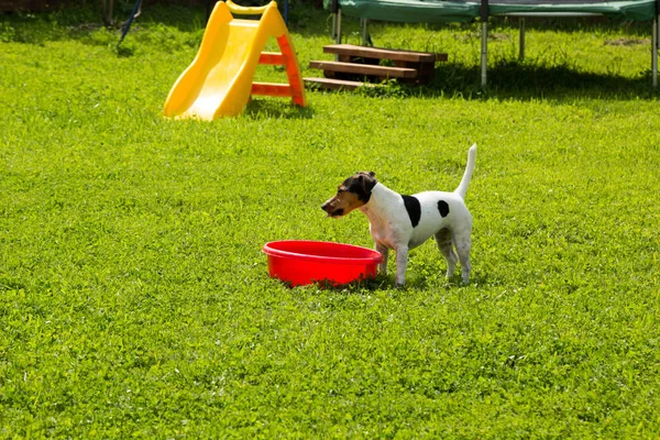 Jack Russell Terrier bebe água da bacia vermelha — Fotografia de Stock