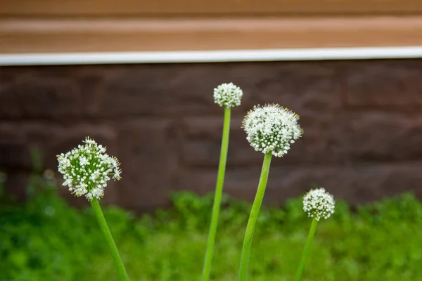 Bílá Cibule květin v zahradní detail — Stock fotografie