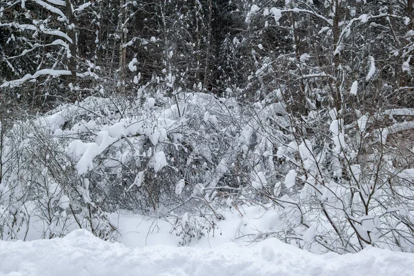 Vetés-az első hó erdőben a bokrok — Stock Fotó