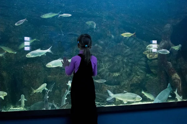 Menina olha para o peixe no aquário — Fotografia de Stock
