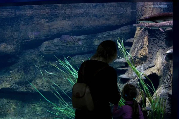 Mom は、水族館の娘魚 — ストック写真