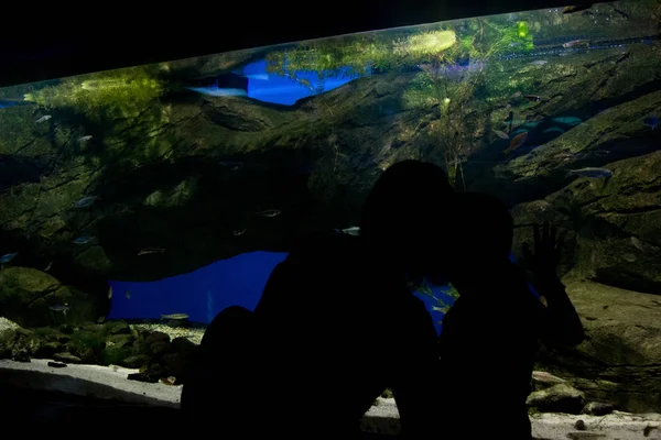 Mama pokazuje córkę ryb w akwarium — Zdjęcie stockowe