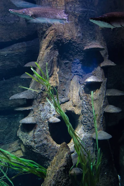 巨大な美しい水族館の野生の魚 — ストック写真