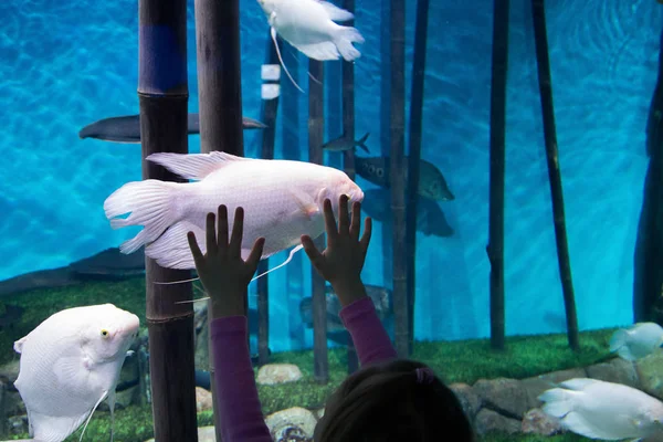 小さな女の子が水族館で魚を見てください。 — ストック写真