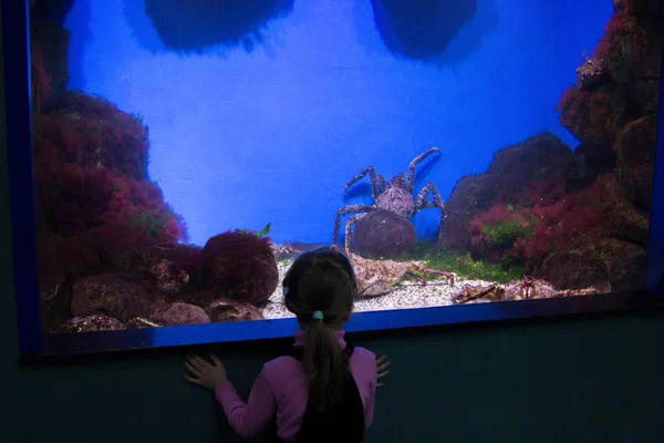 小さな女の子を見て水族館タラバ蟹 — ストック写真