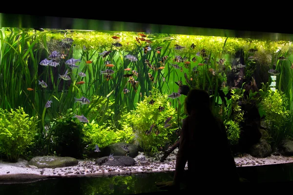 小さな女の子が水族館で魚を見てください。 — ストック写真