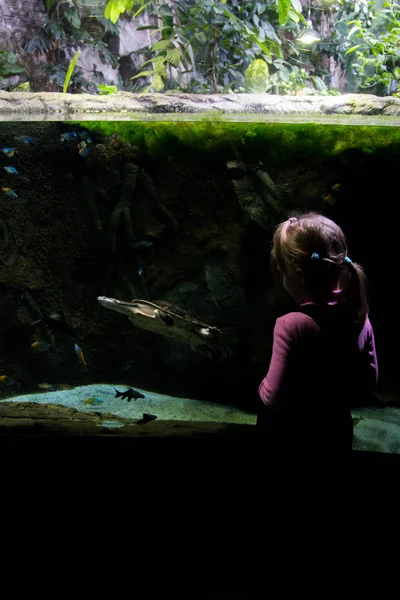 小さな女の子を見て水族館のカメ — ストック写真