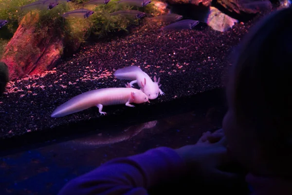 Kleines Mädchen betrachtet Axolotl im Aquarium — Stockfoto