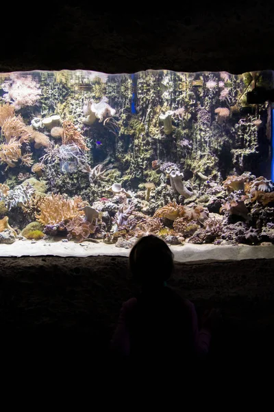 小さな女の子が水族館で魚を見てください。 — ストック写真