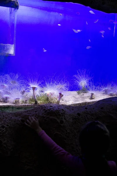 小さな女の子が水族館で魚を見てください。 — ストック写真