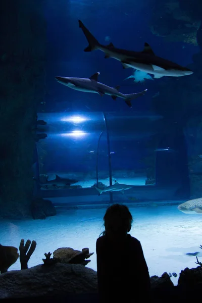 小さな女の子が水族館で魚を見てください。 — ストック写真