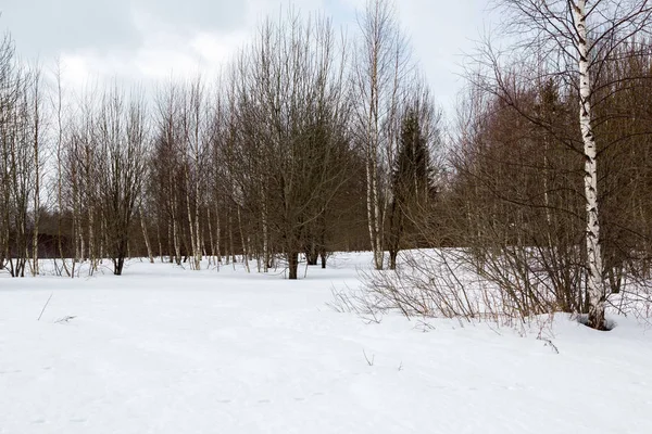 Snow covered glade of bare winter forest — Stock Photo, Image