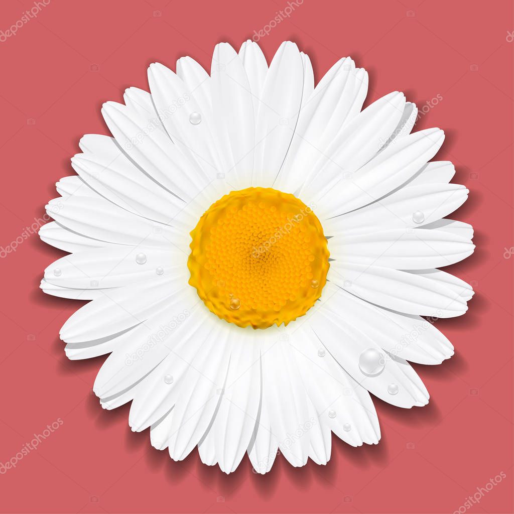 Daisy flower. Chamomile. Summer concept. Vector Illustration