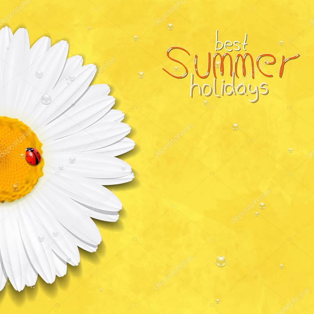 Daisy summer flower. Chamomile. Best Summer holidays