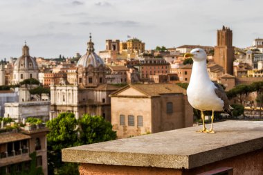 Roma, İtalya'nın tarihi bölümünün arka plan üzerinde martı