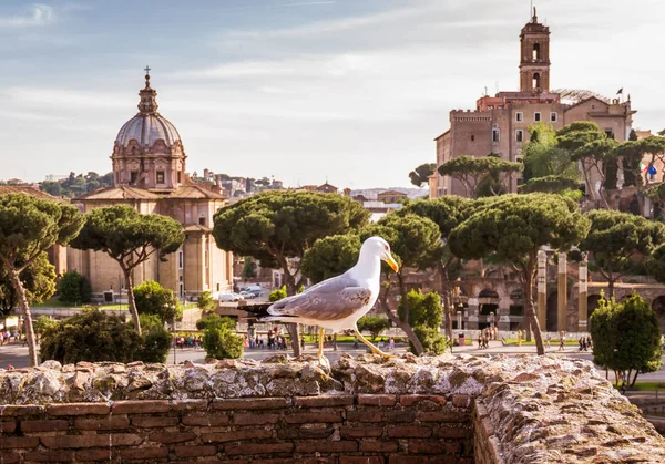 Seagull tegen de achtergrond van het Forum Romanum in Rome, Italië — Stockfoto