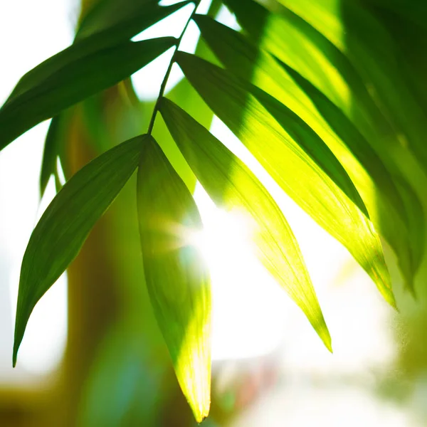 Тропические пальмовые листья и их тени на желтом фоне — стоковое фото