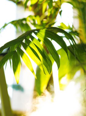 Tropik palmiye yaprakları ve sarı arka planda gölgeleri.