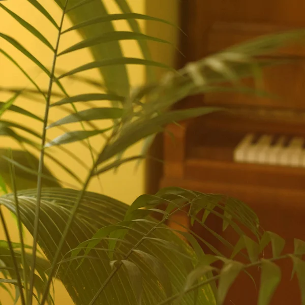 Tropical palm leaves and their shadows on a yellow background — Stock Photo, Image