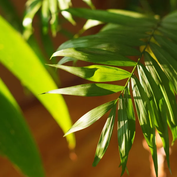 Feuilles de palmiers tropicaux et leurs ombres sur fond jaune — Photo