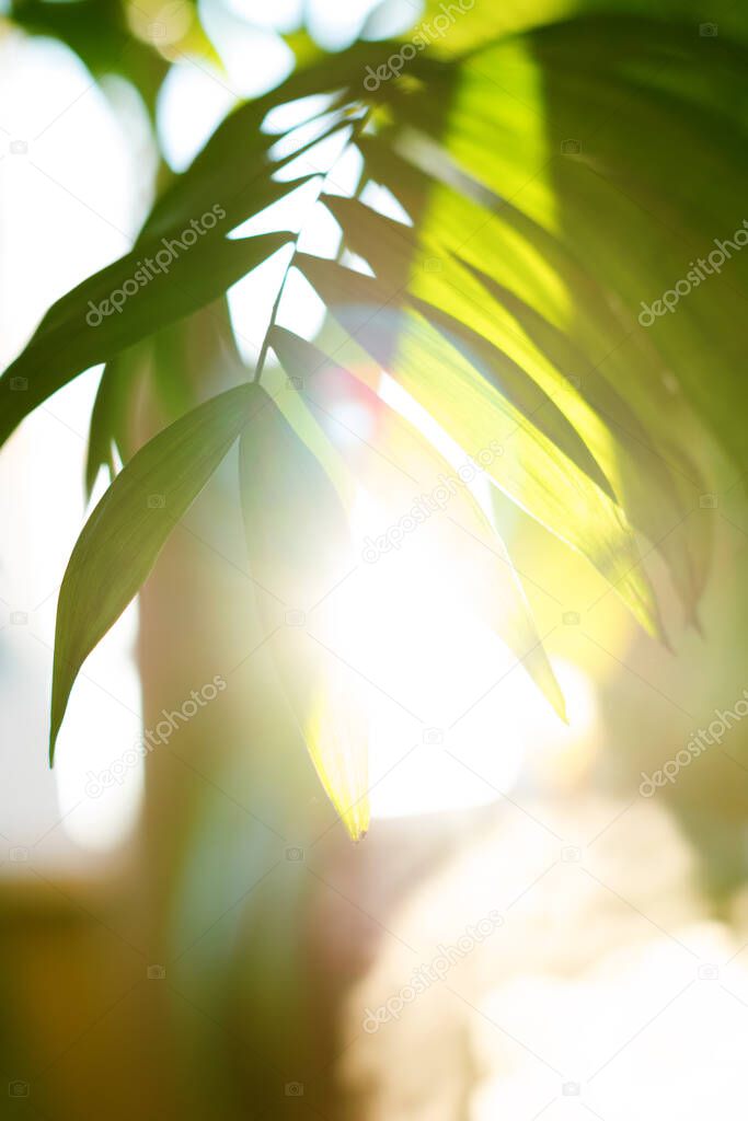 Tropical palm leaves and their shadows on a yellow background