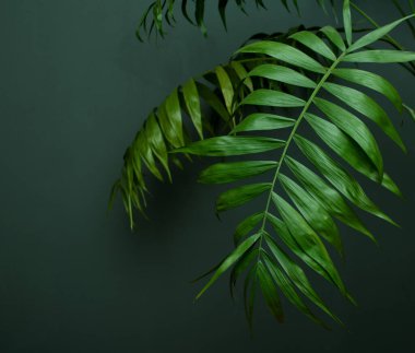 Tropik palmiye yaprakları ve gölgeleri yeşil arka planda