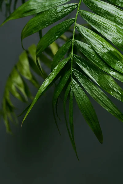 Капли воды на тропическом пальмовом листе, темно-зеленый фон листвы — стоковое фото