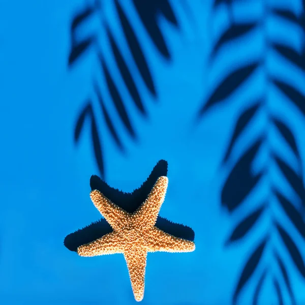 Sun shade palm leaf on a blue background and starfish — Stock Photo, Image