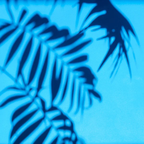 Sol sombra palma folha em um fundo azul — Fotografia de Stock