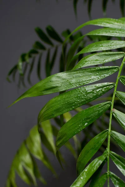 Капли воды на тропическом пальмовом листе, темно-зеленый фон листвы — стоковое фото