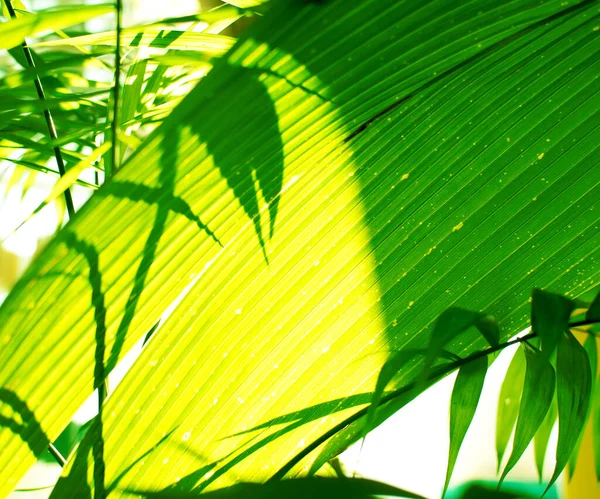 Тропические пальмовые листья и их тени на желтом фоне — стоковое фото