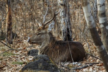 sarı çimenler üzerinde yatan bir sonbahar ormanında yetişkin bir geyik. 