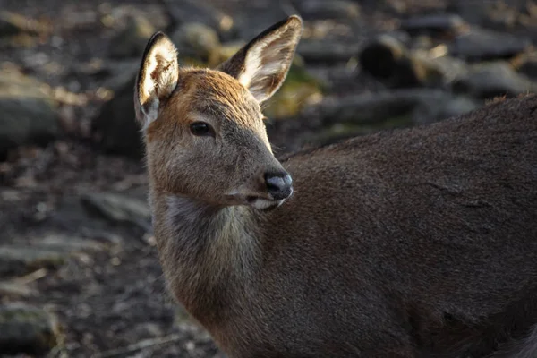 Ldeer in autumn forest, Primorsky Krai, Rússia — Fotografia de Stock